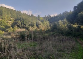 ואדי גן עדן1_20210314100721.166 (278 x 200)_20210826200050.973.jpg